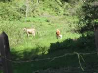 Typical Skinny Colombian Cows - Medellin Pueblo Tour (913kb)