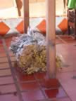 Flowers Stored for Assembly - Flower Festival 2006 (147kb)