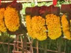 Mochillas de Ejercito - Flower Festival 2006 (213kb)