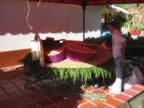 Assembly of Large Silleta - Flower Festival 2006 (166kb)