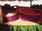 Silleta with thousands of flowers - Flower Festival 2006 (204kb)