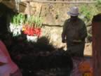 Silleta Construction for Silleteros Parade - Flower Festival 2006 (197kb)